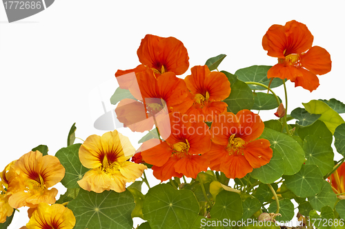 Image of nasturtium medicine and salad of the abbeys