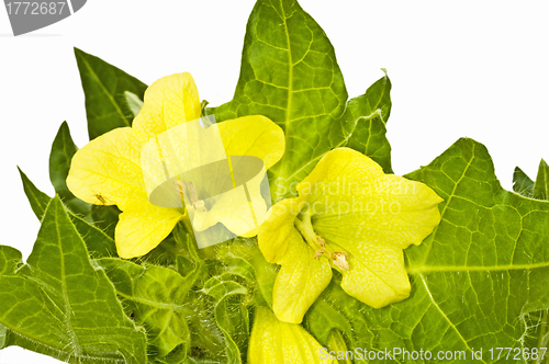 Image of yellow henbane, medieval medicine plant