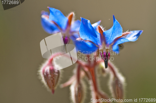 Image of Borage, spice and medicine