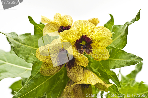 Image of black henbane, medieval medicine plant