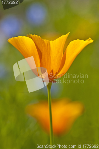 Image of  Californian poppy