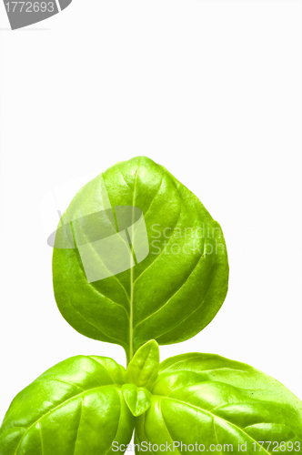 Image of basil