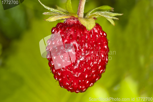 Image of woodland strawberry