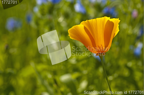 Image of  Californian poppy