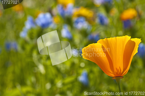 Image of  Californian poppy