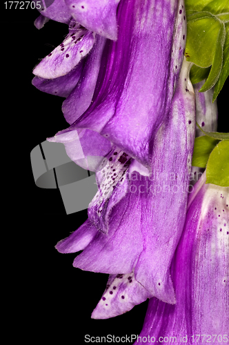 Image of purple foxglove,  medicine plant