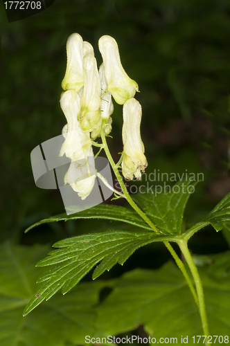 Image of Aconite, medicine plant and historic poison