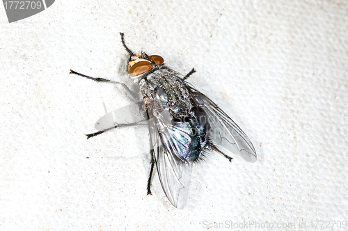 Image of fly, Callipohora