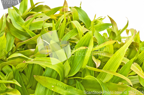 Image of Bejing Grass