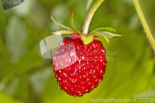 Image of woodland strawberry