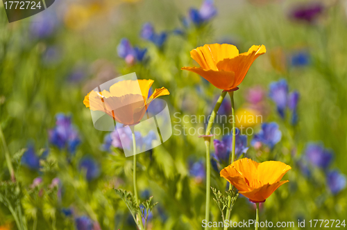 Image of  Californian poppy