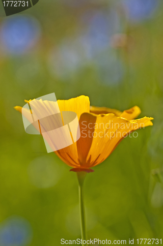 Image of  Californian poppy