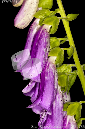 Image of purple foxglove,  medicine plant