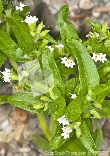 Image of Stevia rebaudiana, support for sugar