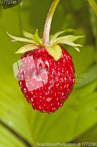 Image of woodland strawberry