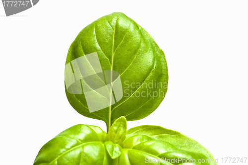 Image of basil