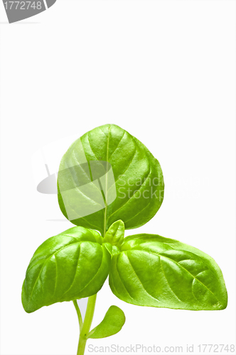 Image of basil