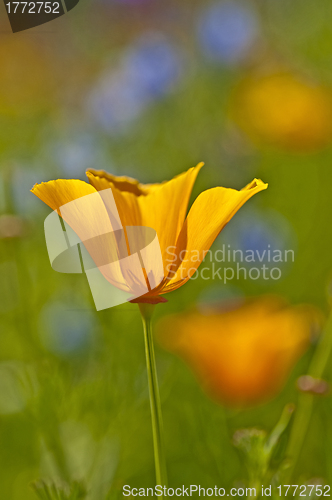 Image of  Californian poppy