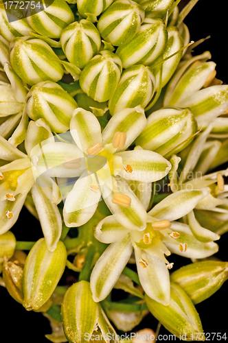 Image of squill, medicine plant