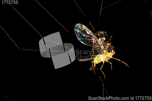 Image of  spider with victim