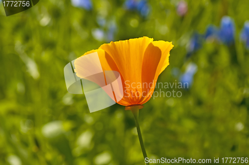 Image of  Californian poppy