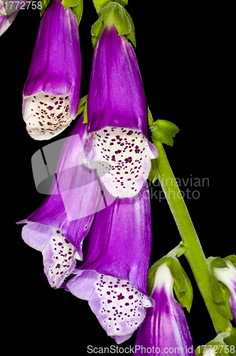 Image of purple foxglove,  medicine plant