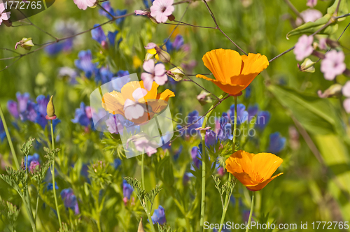 Image of meadow with Californian poppy