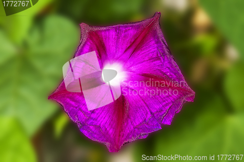 Image of morning glory, drug of the aztekes