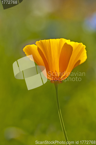 Image of  Californian poppy