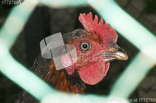 Image of chicken head