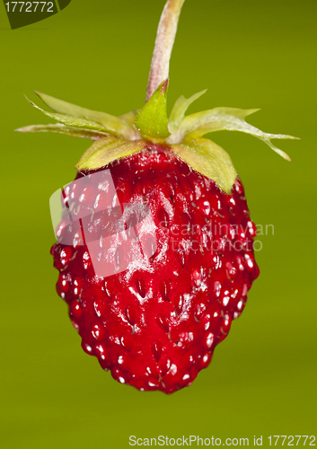 Image of woodland strawberry