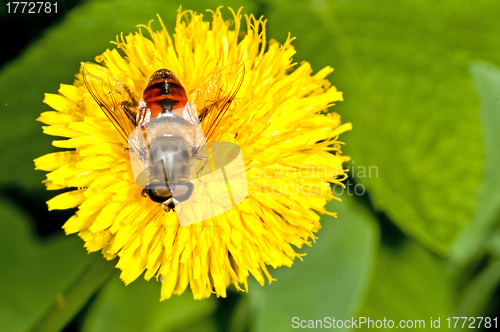 Image of flower fly on a dandelion 