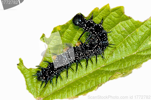 Image of Eruca of peacock butterfly 