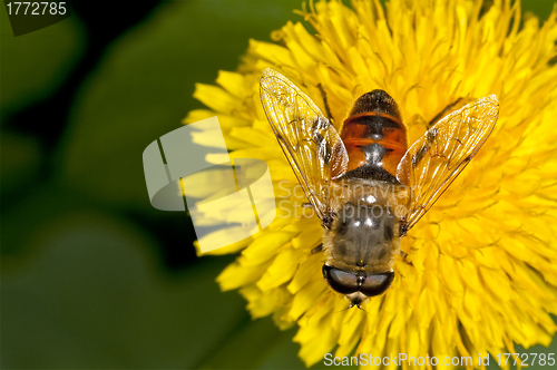 Image of flower fly on a dandelion 