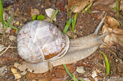 Image of edible snail