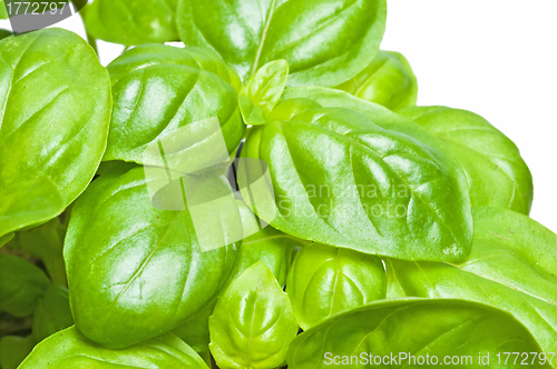 Image of basil