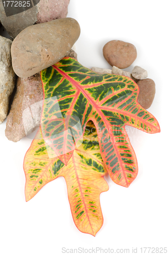 Image of stones with color leaf