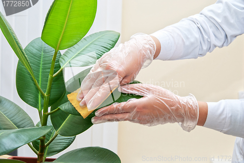 Image of cleaning ficus plant