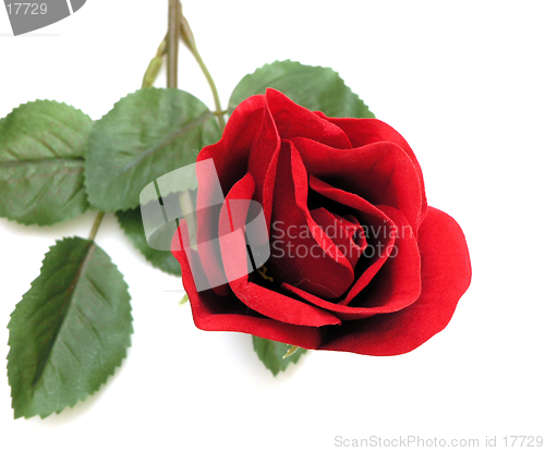Image of Single Brilliant Red Rose