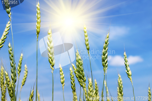 Image of Green wheat ears and sun