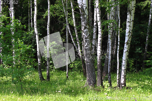 Image of Birch forest