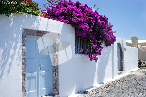 Image of Santorini flowers