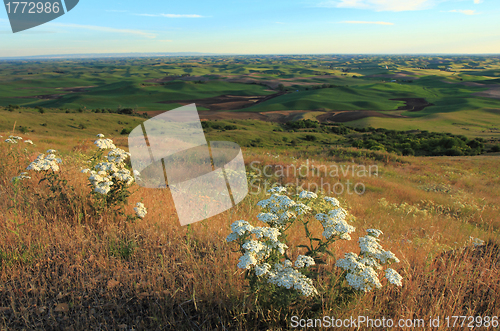 Image of Palouse with White Wildflowers