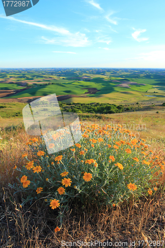 Image of Palouse with Yellow Wildflowers