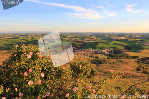 Image of Hills of Palouse with Wild Roses