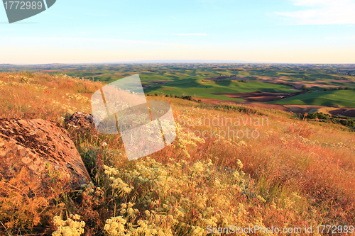 Image of Hills of Palouse with Wild Flowers