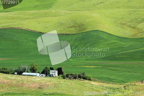 Image of Wavy Wheat Fields