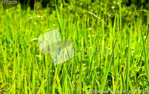 Image of Green grass