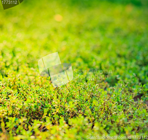 Image of Green grass