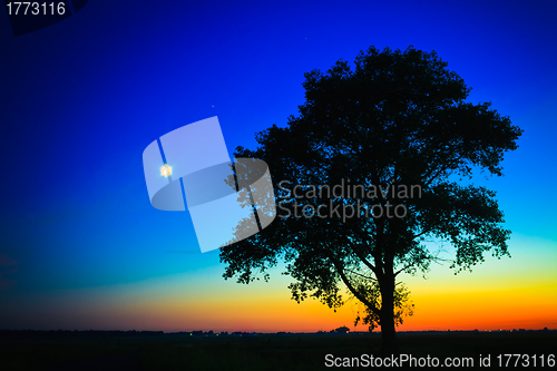 Image of Old tree in sunset